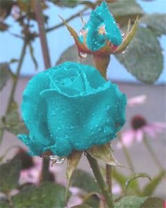 Скачать мангу Японцы вывели голубую розу