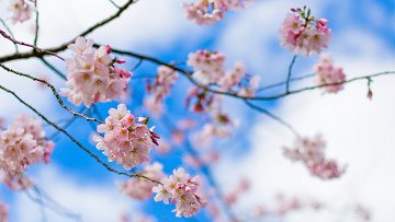Сакура в Японии может начать цвести раньше из-за потепления климата